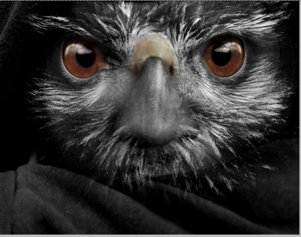 Creation of owl man: Step 4
